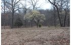 Tract 6 - Dogwood Tree - OKLAHOMA LAND & REAL ESTATE AUCTION, 438 +/- Acres offered in 13 Tracts
